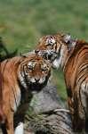 photo film deux fr�res de Jean-Jacques Annaud
