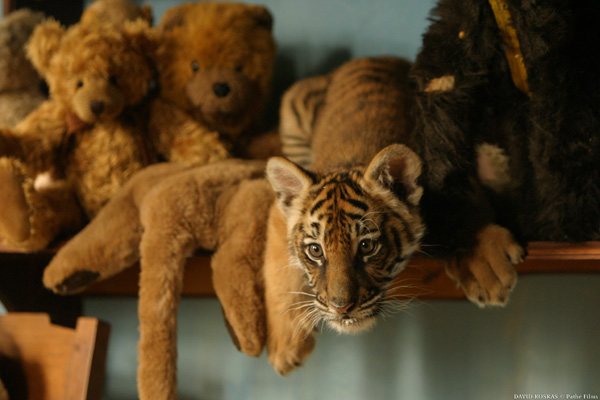 photo film deux fr�res de Jean-Jacques Annaud