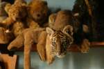 photo film deux fr�res de Jean-Jacques Annaud