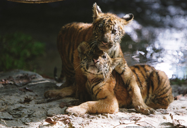 photo film deux fr�res de Jean-Jacques Annaud