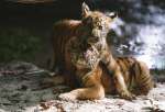 photo film deux fr�res de Jean-Jacques Annaud