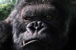 Image du film King Kong de Peter Jackson